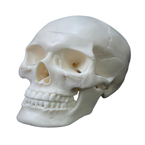 1 Satz Anatomisches Modell des menschlichen Schädels. Lebensgroßes menschliches Anatomie-Kopf-Skelett-Modell. Enthält einen vollständigen Satz Abnehmbarer Schädelkappen mit Zähnen von Huhpa