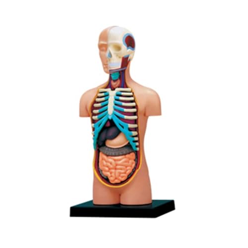 1 Satz menschlicher Torso-Körper-Anatomiemodell menschliches Körpermodell mit abnehmbaren Organen Tolles Geschenk for Krankenschwester-Arzt-Medizinstudenten von Huhpa