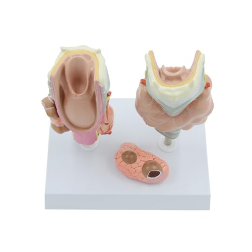 1 Satz menschliches Schilddrüsenpathologie-Anatomiemodell, Lehrmittel for medizinische Wissenschaft 1 Satz menschliches Schilddrüsenpathologie-Anatomiemodell, Lehrmittel for medizinische Wissenschaft von Huhpa