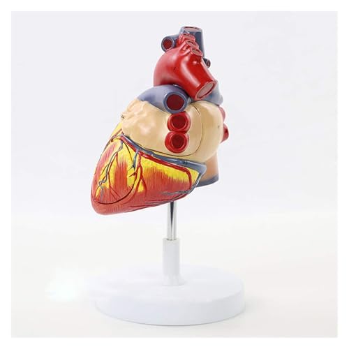 1 Stück, 2-fache Lebensgröße, 4 Teile, Herz-Eingeweide, medizinische Organanatomie, Anatomie, medizinische Wissenschaft, Lehrmittel von Huhpa