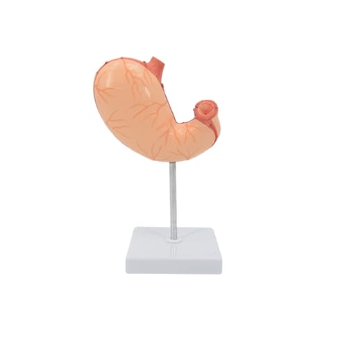 1 Stück 1:1 Anatomiemodell des menschlichen Magens, Anatomiemodell des menschlichen Verdauungssystems, medizinisches Organ, Gastroenterologie, medizinisches Anatomiemodell von Huhpa