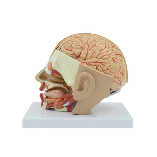 1 Stück 1:1 Größe des Menschenschädels 4 Teile Abnehmbarer Kopf Gehirnarterie Anatomie Gehirnmodell Medizinisches neurologisches zerebrovaskuläres Modell 1 Stück 1:1 Größe des Menschenschädels 4 Teile Abnehmbarer Kopf Gehirnarterie Anatomie Gehirnmodell Medizinisches neurologisches zerebrovaskuläres Modell von Huhpa