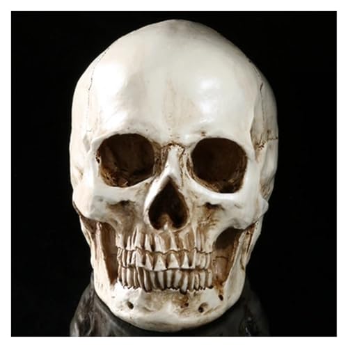 1 Stück 1:1 Kunstharz-Schädel, der menschliche Schädel-Kunst mit menschlichem Muskel-Skelett-Anatomie-Schädel-Modell zeichnet von Huhpa