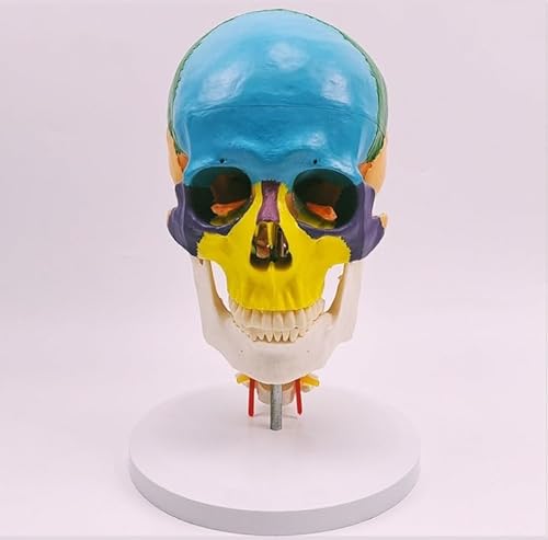1 Stück 1:1 Lebensgroßes farbiges Kopfmodell mit Halswirbelsäule Natürliches großes menschliches Schädel-Anatomiemodell der medizinischen menschlichen Anatomie Schädelgehirn von Huhpa