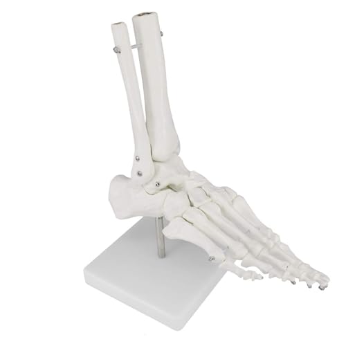 1 Stück 1:1 Lebensgroßes menschliches Fußgelenk-Skelettmodell mit Bändern Knöchel wissenschaftliches Anatomiediagramm Patientenbildung Trainingsgerät(Foot Joint Skeleton) von Huhpa