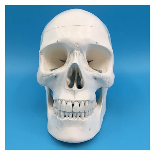 1 Stück 1:1 Medizinisches Requisitenmodell Menschlicher Erwachsener Weißer Schädel Anatomisches Modell Größe 3 Teil Abnehmbare Schädelkappe Enthält einen vollständigen Satz Zähne von Huhpa