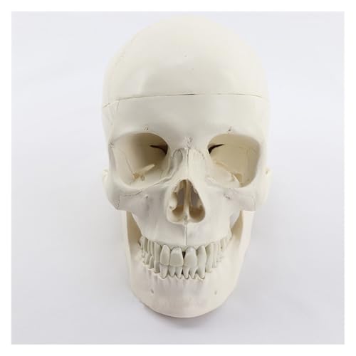 1 Stück 1:1 lebensgroßes menschliches Schädel-Skelett-Nerven-Anatomie-Modell, medizinische Lehr- und Trainingshilfe von Huhpa