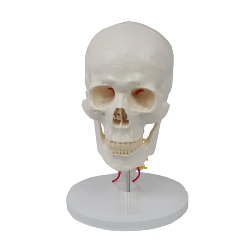 1 Stück 1:1 menschlicher Schädel mit Halswirbel, 7 Teile mit Halswirbel, Knochennaht, anatomisches Modell for Sammlerstücke von Huhpa