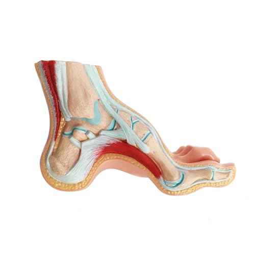 1 Stück 1:1 menschlicher normaler Fuß Plattfuß gewölbter Fuß Anatomiemodell medizinische Lehrressourcen(Arched Foot) von Huhpa