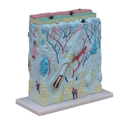 1 Stück 105 x menschlicher Querschnitt, Hautblock, klares Diaplay auf der Basis, anatomisches Modell von Huhpa