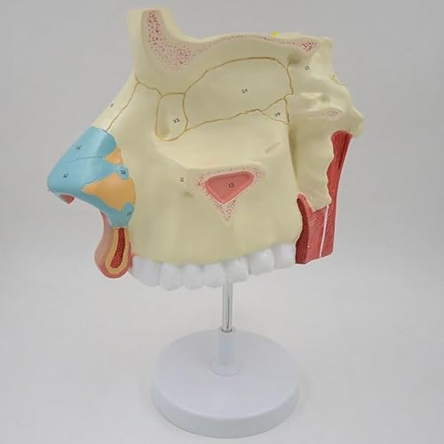 1 Stück 3-Fach vergrößertes Nasenhöhlenmodell Menschliche Nase Anatomisches Modell Riechepithel Nasenscheidewand Anatomie Medizinisches Lehrmittel 1 Stück 3-Fach vergrößertes Nasenhöhlenmodell Menschliche Nase Anatomisches Modell Riechepithel Nasenscheidewand Anatomie Medizinisches Lehrmittel von Huhpa