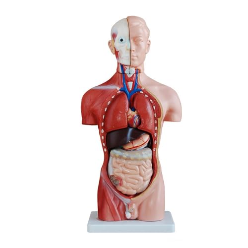 1 Stück 42 cm menschliches Torso-Anatomiemodell medizinische Lehrmittel 1 Stück 42 cm menschliches Torso-Anatomiemodell medizinische Lehrmittel von Huhpa