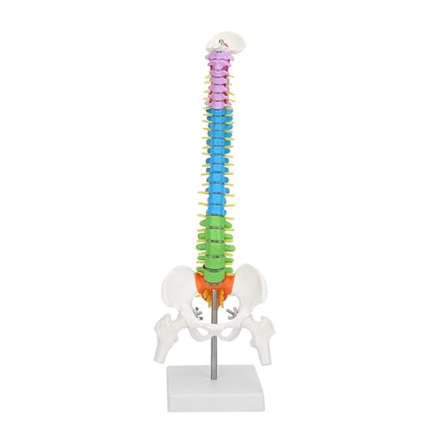 1 Stück 45 cm biegsame menschliche Wirbelsäule mit Beckenanatomiemodell, Lehrmittel for medizinische Wissenschaft von Huhpa