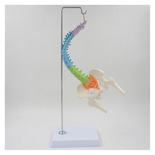 1 Stück 45 cm farbiges menschliches Wirbelsäulenmodell mit Becken-Femur- und Steißbein-Wirbelsäulen-Skelettmodell 1 Stück 45 cm farbiges menschliches Wirbelsäulenmodell mit Becken-Femur- und Steißbein-Wirbelsäulen-Skelettmodell von Huhpa