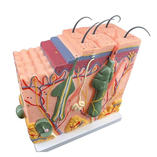 1 Stück 50-Fach vergrößertes anatomisches Modell der menschlichen Hautgewebestruktur von Huhpa