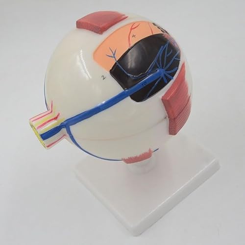 1 Stück 6-Fach vergrößertes Modell des menschlichen Auges HNO-Ophthalmologie Augapfel Interne Struktur Hornhaut Iris Linse Glaskörper Auge Anatomisches Modell 1 Stück 6-Fach vergrößertes Modell des menschlichen Auges HNO-Ophthalmologie Augapfel Interne Struktur Hornhaut Iris Linse Glaskörper Auge Anatomisches Modell von Huhpa