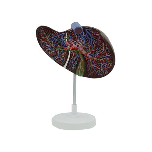 1 Stück Anatomisches Modell der Blutgefäße der menschlichen Leber und der Gallenblase sowie der inneren Organe der Leber von Huhpa