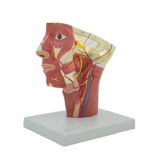 1 Stück Arterien des Kopfmodells Menschliche Muskulatur Nerven Blutgefäße Anatomisches Modell Lehrmittel Lehrmittel Medic von Huhpa