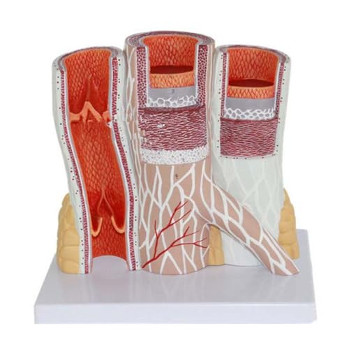 1 Stück Arteriovenöses Modell Das Modell der Blutgefäße Das Arterienvenenmodell Das Gefäßanatomiemodell 1 Stück Arteriovenöses Modell Das Modell der Blutgefäße Das Arterienvenenmodell Das Gefäßanatomiemodell von Huhpa