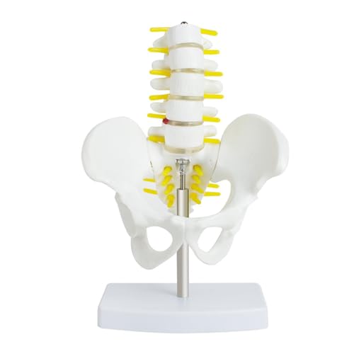 1 Stück Becken mit fünf Lendenwirbelsäulenmodellen des Wirbelsäulenmodells des orthopädischen Modells des Menschen. von Huhpa