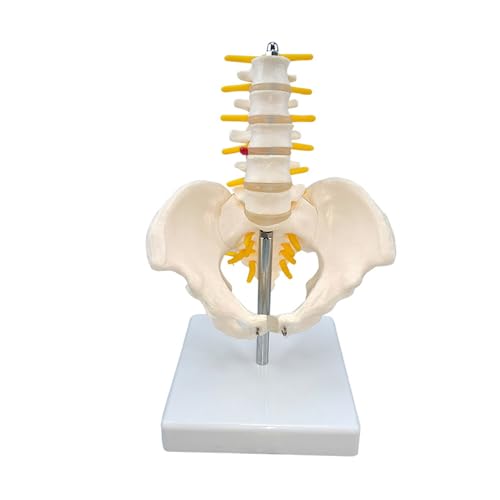 1 Stück EIN kleines Becken mit fünf Lendenwirbelsäulenmodellen des Wirbelsäulenmodells des orthopädischen Modells des menschlichen Skeletts von Huhpa