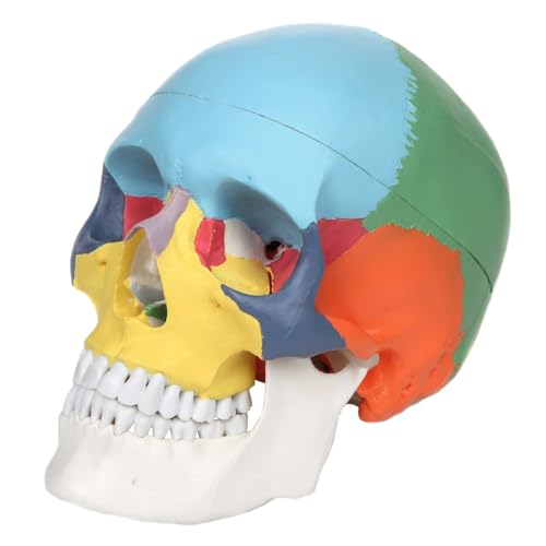 1 Stück Farbiger menschlicher Schädel, anatomisches medizinisches Modell, 1:1, didaktischer, lebensgroßer Abguss, Lehre for Medizinstudenten, Studiengang zur menschlichen Anatomie von Huhpa