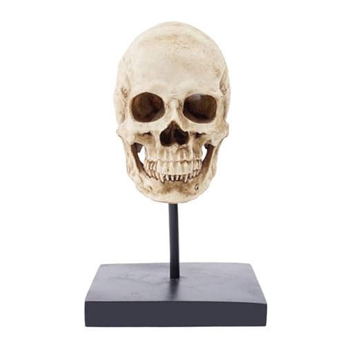 1 Stück Harzschädel Menschlicher Schädel Medizinisches Modell Ornament Halloween Moganxi Schädel Tierkunst von Huhpa