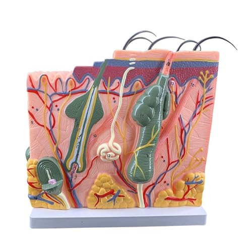 1 Stück Haut- und Haarstruktur, menschliches Hautmodell, 50-Fach vergrößerte Haarschichtstruktur, anatomische Anatomie, medizinisches Lehrmittel von Huhpa