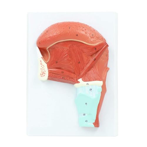 1 Stück Human Oral Tongue Muscle Anatomy Model Medical Science Teaching Resources von Huhpa