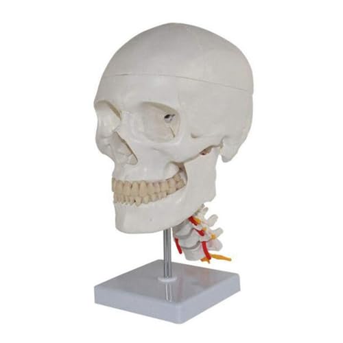 1 Stück Lebensgroßer menschlicher Schädel auf Halswirbeln/Wirbelsäule Gehirn mit Nerven Modell Anatomie Skelett Veterinär Anatomische Anatomie von Huhpa
