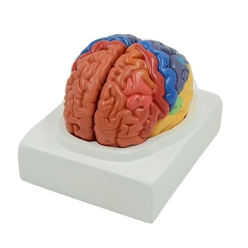 1 Stück Lebensgroßes Gehirnmodell Kleinhirn Hirnstamm Anatomie Funktionsbereichsmodelle Menschliche anatomische Modelle for den medizinischen Schulunterricht von Huhpa