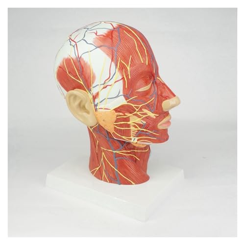1 Stück Medianabschnitt des menschlichen Kopfes & Anatomisches Halsmodell, medizinische Skelettanatomie, natürliche Lebensgröße 1 Stück Medianabschnitt des menschlichen Kopfes & Anatomisches Halsmodell, medizinische Skelettanatomie, natürliche Lebensgröße von Huhpa