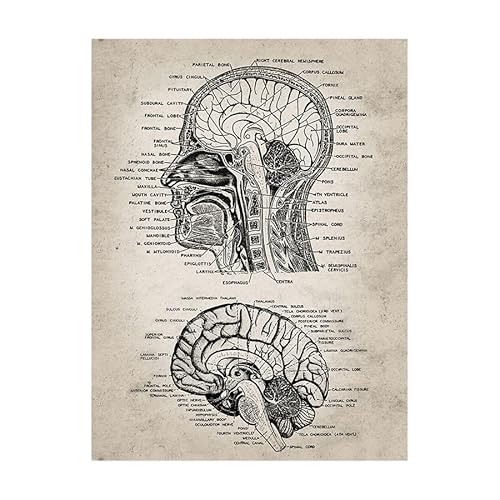 1 Stück Neurowissenschaften Menschliche Anatomie Malerei Ärzte Büro Wand Kunst Dekor Vintage Menschlicher Kopf und Gehirn Anatomie Leinwand Kunstdrucke(10x15cm No Frame) von Huhpa