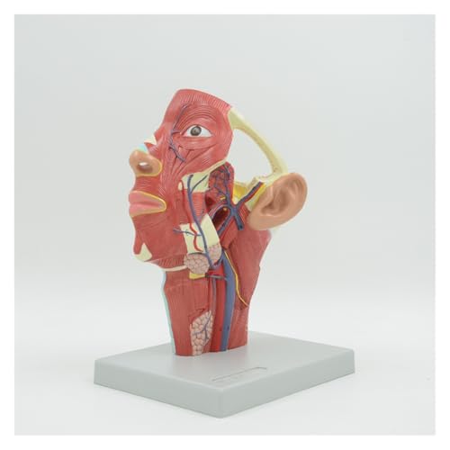 1 Stück Venen des Kopfmodells Menschliches Muskelsystem Nerven Blutgefäße Anatomisches Modell Lehrmittel Lehrmittel Medic von Huhpa