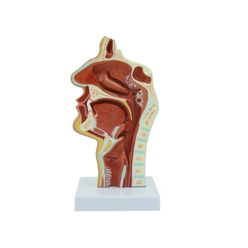 1 Stück erkranktes Nasen- und Rachenmodell, Quinsy Nasen- und Mundhöhle, anatomisches Modell, medizinisches Geschenk, Lehrmittel, Lehrmittel von Huhpa