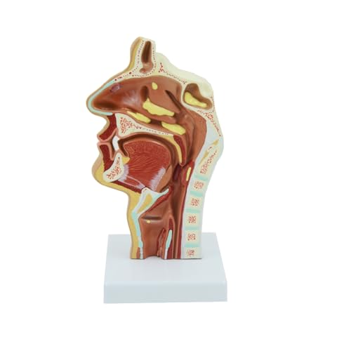 1 Stück erkranktes Nasen- und Rachenmodell, Rhinitis, Nasen- und Mundhöhle, anatomisches Modell, medizinisches Geschenk, Lehrmittel, Lehrmittel von Huhpa