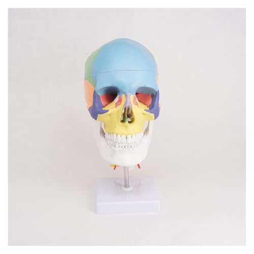 1 Stück farbige Funktion menschlicher Schädel Halswirbel mit Nerven anatomische didaktische Modelle natürliche Lebensgröße von Huhpa