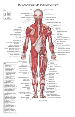 1 Stück menschliche Anatomie und Physiologie Muskelsystem PÄDAGOGISCHE Wissenschaft Poster Leinwanddruck Malerei Klinik Krankenhaus Wandkunst Dekor(2,30X45cm Unframed) von Huhpa