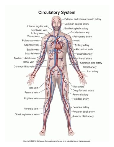 Huhpa 1 Stück menschliche Anatomie und Physiologie Muskelsystem PÄDAGOGISCHE Wissenschaft Poster Leinwanddruck Malerei Klinik Krankenhaus Wandkunst Dekor(3,30X45cm Unframed) von Huhpa