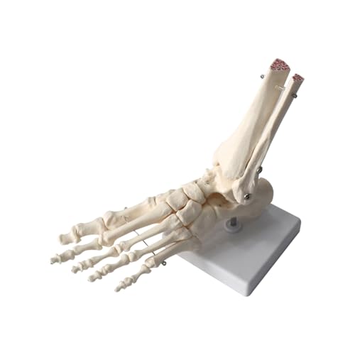 1 Stück menschliches Gelenkmodell, Fußmodell ohne Bänder, lebensgroße Knöchel-anatomische Lehrressource von Huhpa
