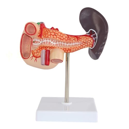 1 Stück menschliches Verdauungssystem, Milz, Bauchspeicheldrüse und Zwölffingerdarm, anatomisches Modell von Huhpa