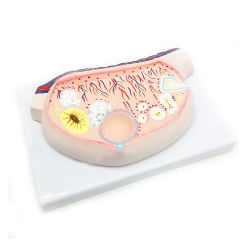 1 Stück menschliches weibliches Eierstockvergrößerungs-anatomisches Eimodell von Huhpa