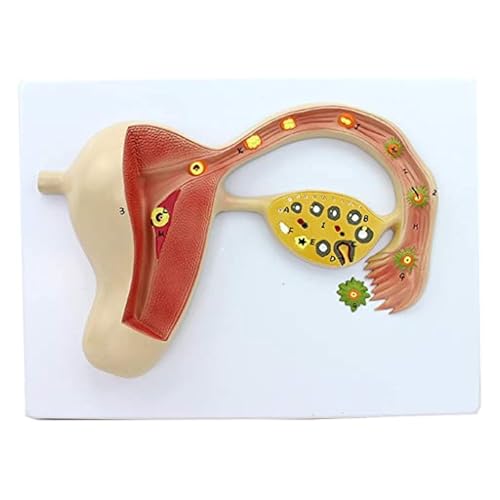 1-teiliges Anatomiemodell for den Bildungsprozess befruchteter Eizellen – Wissenschaftskits for reproduktives Training 1-teiliges Anatomiemodell for den Bildungsprozess befruchteter Eizellen – Wissenschaftskits for reproduktives Training von Huhpa