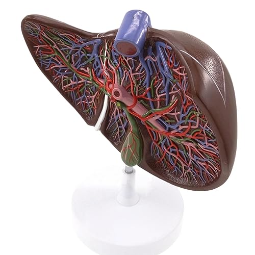 1 x medizinisches Anatomiemodell der menschlichen Leber, 1,5 x lebensgroß, mit Gefäßsimulationsanzeige 1 x medizinisches Anatomiemodell der menschlichen Leber, 1,5 x lebensgroß, mit Gefäßsimulationsanzeige von Huhpa