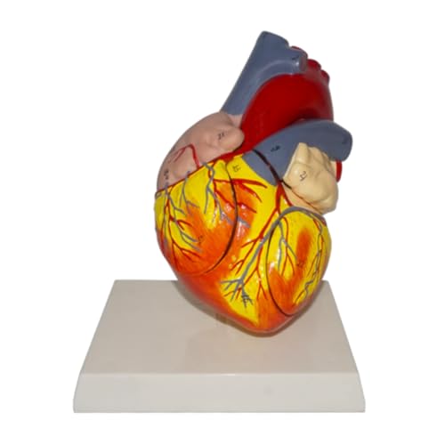 1:1 Medizinisches menschliches Schädelskelett Anatomisches Modell MENSCHLICHE HERZANATOMIE LEBENSGRÖSSE Modell Herzmodell von Huhpa