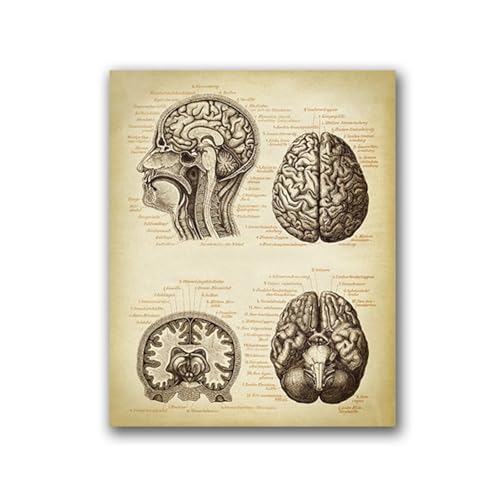 1PC Gehirn Medizinischer Druck Menschlicher Kopf Anatomie Arzt Geschenk Wal Vintage Illustration Poster Neurologie Wissenschaft Kunst Leinwand Malerei Bild(15X20cm No Frame) von Huhpa