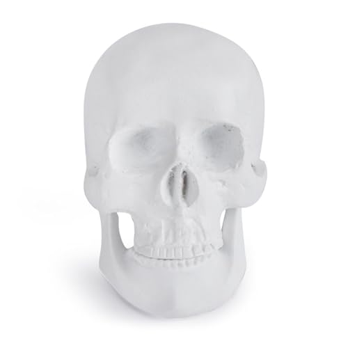 1PC Medizinisches Modell Menschlicher Kopf Modell Harz Replik In Natürlicher Halloween Dekoration Home Dekorative Handwerk Schädel von Huhpa