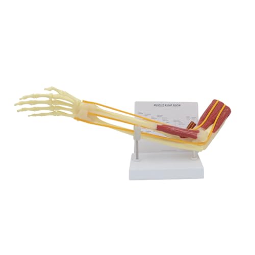 1PC Menschliches Skelett Obere Extremität Knochen Modell Mit Nerv Und Muskel 1:1 Größe Obere Extremität Hand Gelenk Modell Kann Gebogen Werden von Huhpa