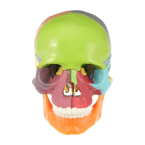 1PC simuliertes menschliches Schulornament farbiges anatomisches Modell von Huhpa