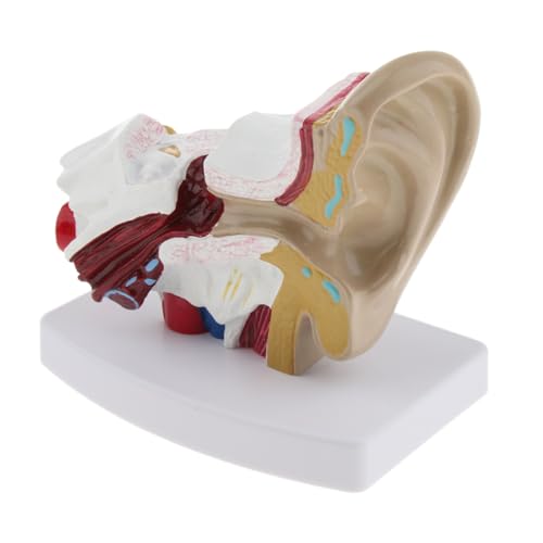 1pc 1,5 Mal Vergrößert Menschliches Ohr Anatomische Struktur Modell Vergrößerung Menschliches Ohr Modell Pro Schule Lernen Werkzeug Labor liefert 1pc 1,5 Mal Vergrößert Menschliches Ohr Anatomische Struktur Modell Vergrößerung Menschliches Ohr Modell Pro Schule Lernen Werkzeug Labor liefert von Huhpa